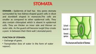 STOMATA : Epidermis of leaf has tiny pores stomata
surrounded by two kidney-shaped guard cells in dicot
and dumbbell shaped in monocots.The cells are
smaller as compared to other epidermal cells. They
also contain chloroplast which is absent in epidermal
cells. They are thicker on inner side and thinner on
outer side. As the guard cell become turgid they create
a pore in between their thick wall ( stomatal pore).
FUNCTION OF STOMATA:
• Exchange of gases.
• Transpiration (loss of water in the form of water
vapour).
STOMATA
 