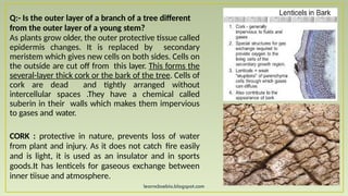 learncbsebio.blogspot.com
Q:- Is the outer layer of a branch of a tree different
from the outer layer of a young stem?
As plants grow older, the outer protective tissue called
epidermis changes. It is replaced by secondary
meristem which gives new cells on both sides. Cells on
the outside are cut off from this layer. This forms the
several-layer thick cork or the bark of the tree. Cells of
cork are dead and tightly arranged without
intercellular spaces .They have a chemical called
suberin in their walls which makes them impervious
to gases and water.
CORK : protective in nature, prevents loss of water
from plant and injury. As it does not catch fire easily
and is light, it is used as an insulator and in sports
goods.It has lenticels for gaseous exchange between
inner tiisue and atmosphere.
 