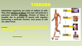 TISSUES
Muticellular organisms are made of millions of cells.
They show division of labour and each cell performs a
particular function efficiently. Division of labour is
possible due to grouping of special cells together,
performing a particular function. Such group of cells
are called Tissue.
TISSUE : A group of cells that are similar in structure
and origin (come from same parent cell) and perform
similar function.
HISTOLOGY : Study of tissues
 
