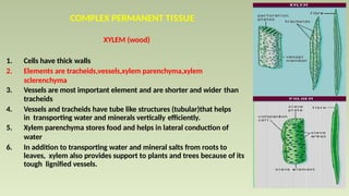 COMPLEX PERMANENT TISSUE
XYLEM (wood)
1. Cells have thick walls
2. Elements are tracheids,vessels,xylem parenchyma,xylem
sclerenchyma
3. Vessels are most important element and are shorter and wider than
tracheids
4. Vessels and tracheids have tube like structures (tubular)that helps
in transporting water and minerals vertically efficiently.
5. Xylem parenchyma stores food and helps in lateral conduction of
water
6. In addition to transporting water and mineral salts from roots to
leaves, xylem also provides support to plants and trees because of its
tough lignified vessels.
 