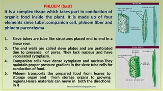learncbsebio.blogspot.com
PHLOEM (bast)
It is a complex tissue which takes part in conduction of
organic food inside the plant. It is made up of four
elements sieve tube ,companion cell, phloem fiber and
phloem parenchyma.
1. Sieve tubes are tube like structures placed end to end In a
linear row.
3. The end walls are called sieve plates and are perforated
due to presence of pores. They lack nucleus and have
vacoulated cytoplasm.
4. Companion cells have dense cytoplasm and nucleus.They
maintain proper pressure gradient in the sieve tube cells for
conduction of food.
5. Phloem transports the prepared food from leaves to
storage organ and from storage organs to growing
regions.Hence materials can move in both the directions
in it
 