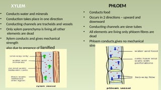 XYLEM
• Conducts water and minerals
• Conduction takes place in one direction
• Conducting channels are tracheids and vessels
• Only xylem parenchyma is living,all other
elements are dead
• Xylem conducts and gives mechanical
strength
also due to presence of lignified
vessels
PHLOEM
• Conducts food
• Occurs in 2 directions – upward and
downward
• Conducting channels are sieve tubes
• All elements are living only phloem fibres are
dead
• Phloem conducts,gives no mechanical
strength
 