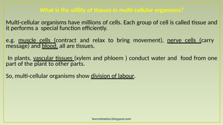 learncbsebio.blogspot.com
What is the utility of tissues in multi-cellular organisms?
Multi-cellular organisms have millions of cells. Each group of cell is called tissue and
it performs a special function efficiently.
e.g. muscle cells (contract and relax to bring movement), nerve cells (carry
message) and blood, all are tissues.
In plants, vascular tissues (xylem and phloem ) conduct water and food from one
part of the plant to other parts.
So, multi-cellular organisms show division of labour.
 