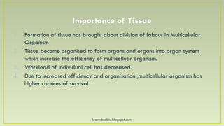 learncbsebio.blogspot.com
Importance of Tissue
1. Formation of tissue has brought about division of labour in Multicellular
Organism
2. Tissue become organised to form organs and organs into organ system
which increase the efficiency of multicelluar organism.
3. Workload of individual cell has decreased.
4. Due to increased efficiency and organisation ,multicellular organism has
higher chances of survival.
 