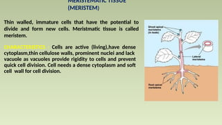MERISTEMATIC TISSUE
(MERISTEM)
Thin walled, immature cells that have the potential to
divide and form new cells. Meristmatic tissue is called
meristem.
CHARACTERISTICS : Cells are active (living),have dense
cytoplasm,thin cellulose walls, prominent nuclei and lack
vacuole as vacuoles provide rigidity to cells and prevent
quick cell division. Cell needs a dense cytoplasm and soft
cell wall for cell division.
 