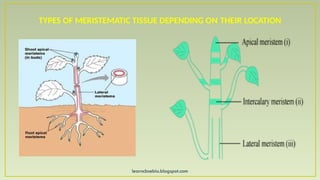 learncbsebio.blogspot.com
TYPES OF MERISTEMATIC TISSUE DEPENDING ON THEIR LOCATION
 