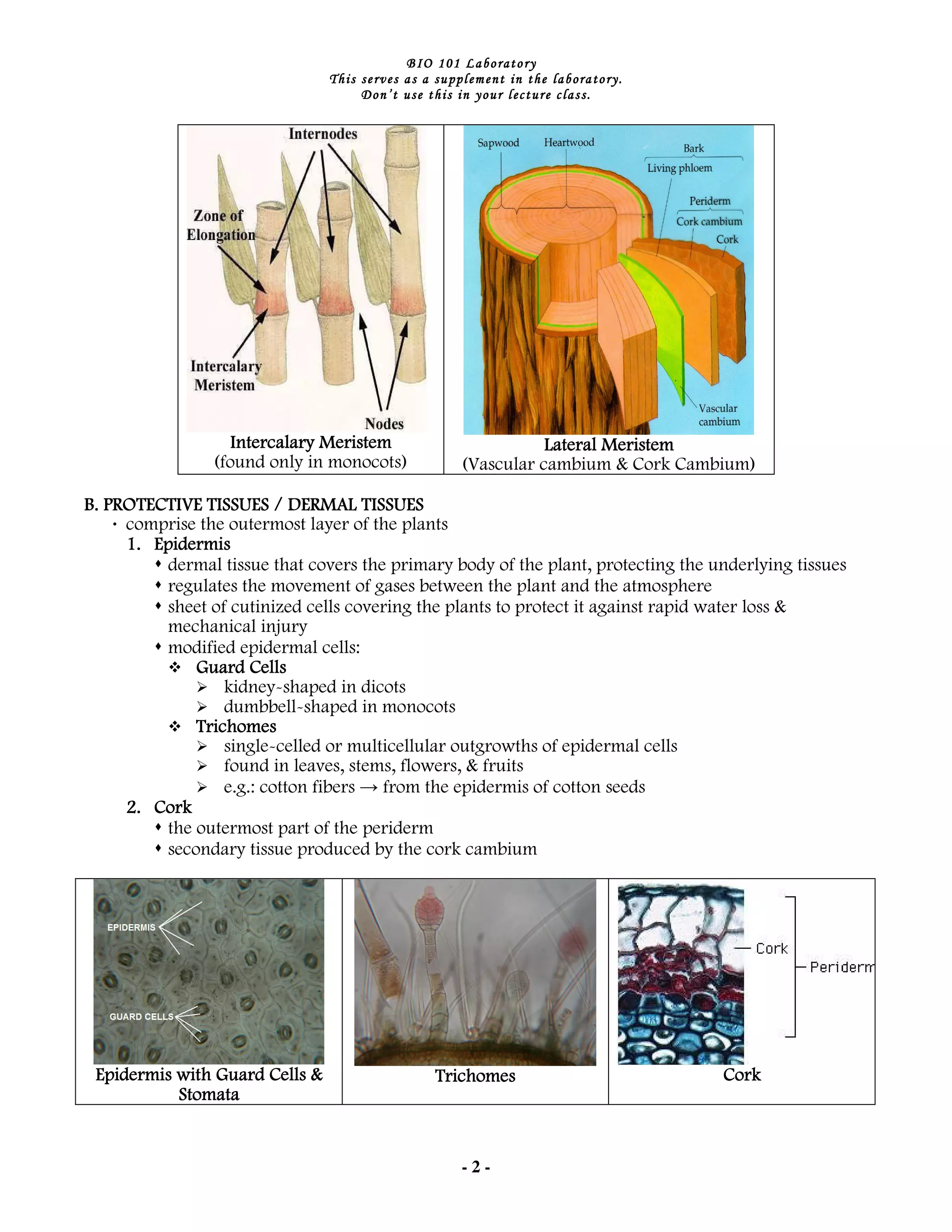 Plant tissues & organs | PDF