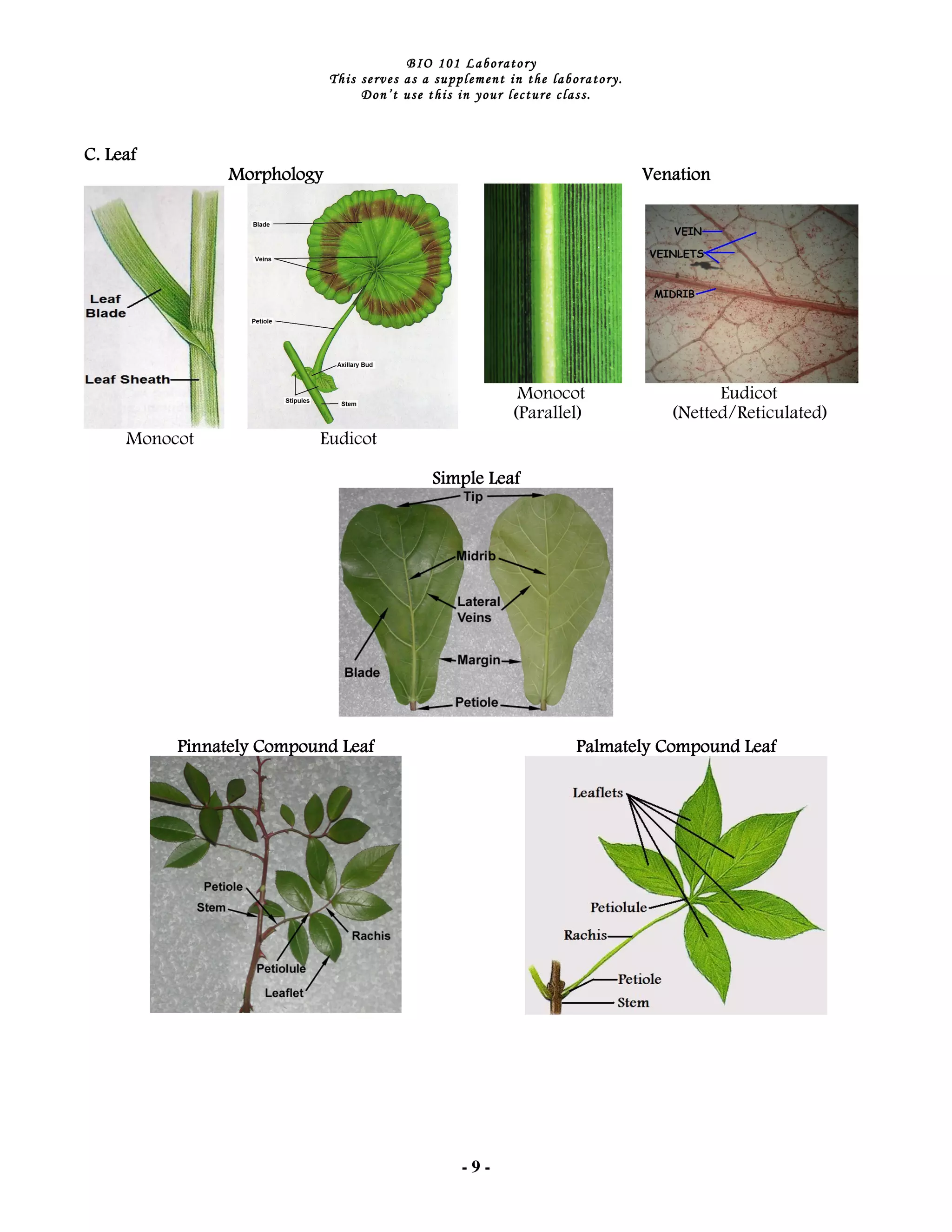 Plant tissues & organs | PDF