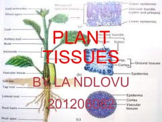 PLANT
TISSUES
BY LA NDLOVU
201208082

 