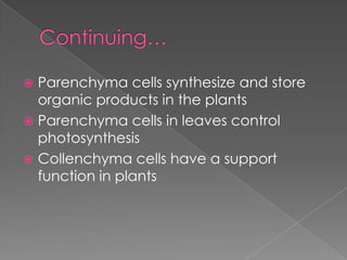  Parenchyma cells synthesize and store
  organic products in the plants
 Parenchyma cells in leaves control
  photosynthesis
 Collenchyma cells have a support
  function in plants
 