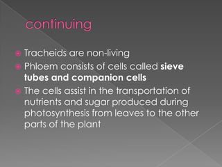  Tracheids are non-living
 Phloem consists of cells called sieve
  tubes and companion cells
 The cells assist in the transportation of
  nutrients and sugar produced during
  photosynthesis from leaves to the other
  parts of the plant
 