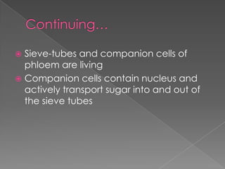  Sieve-tubes and companion cells of
  phloem are living
 Companion cells contain nucleus and
  actively transport sugar into and out of
  the sieve tubes
 