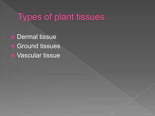  Dermal tissue
 Ground tissues
 Vascular tissue
 