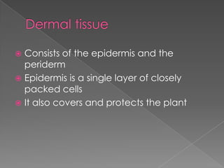  Consists of the epidermis and the
  periderm
 Epidermis is a single layer of closely
  packed cells
 It also covers and protects the plant
 