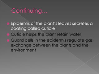  Epidermis of the plant’s leaves secretes a
  coating called cuticle
 Cuticle helps the plant retain water
 Guard cells in the epidermis regulate gas
  exchange between the plants and the
  environment
 