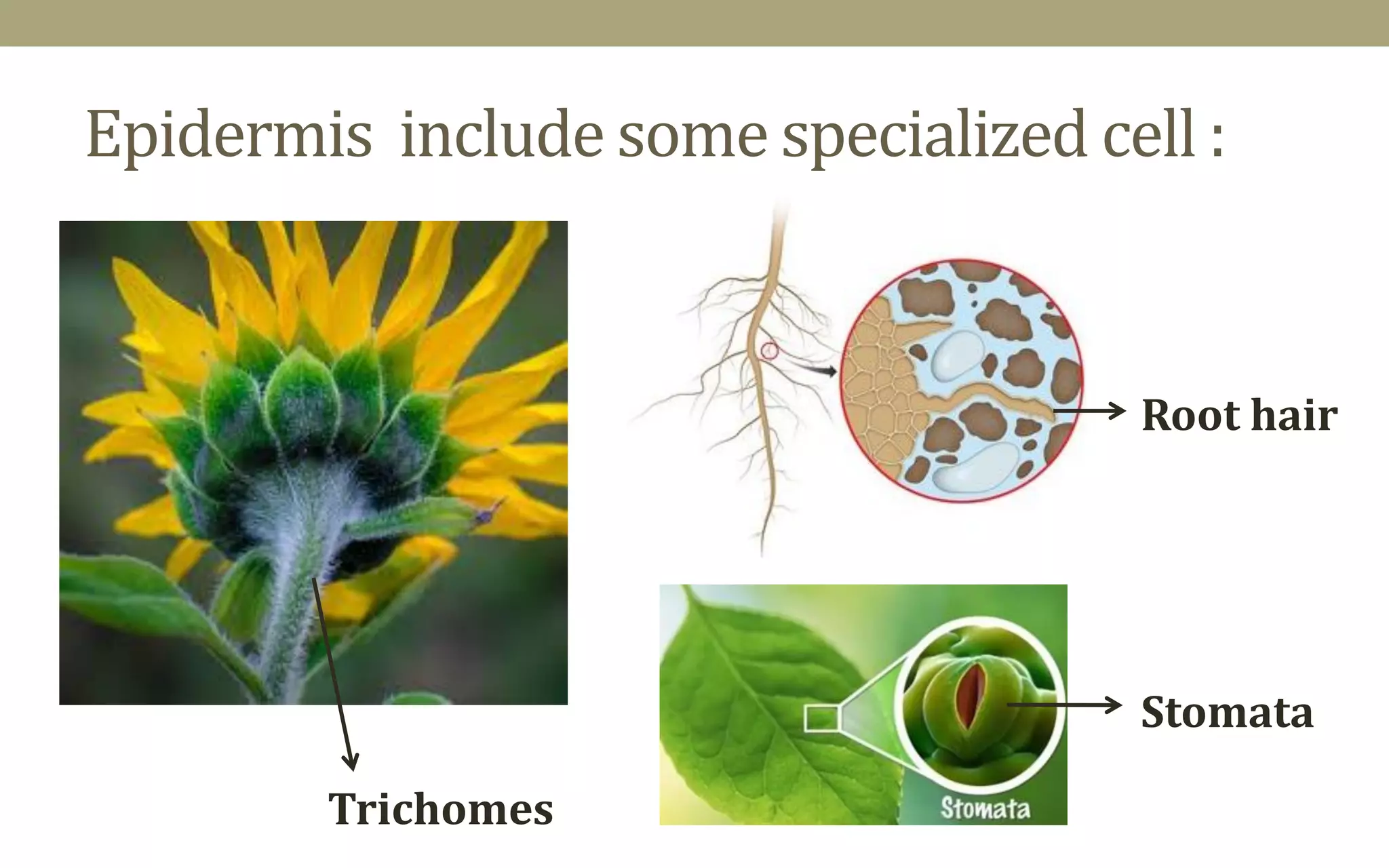 Plant tissue system -Basis for plant anatomy | PDF