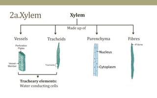 Xylem Features Plant tissue system -Basis for plant anatomy | PDF