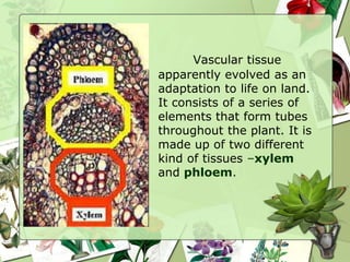 Vascular tissue
apparently evolved as an
adaptation to life on land.
It consists of a series of
elements that form tubes
throughout the plant. It is
made up of two different
kind of tissues –xylem
and phloem.
 
