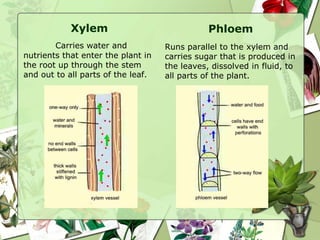 Xylem
Carries water and
nutrients that enter the plant in
the root up through the stem
and out to all parts of the leaf.
Phloem
Runs parallel to the xylem and
carries sugar that is produced in
the leaves, dissolved in fluid, to
all parts of the plant.
 
