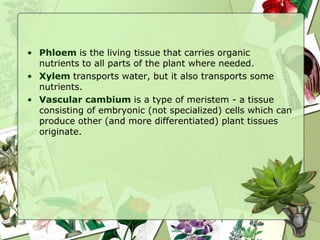 • Phloem is the living tissue that carries organic
nutrients to all parts of the plant where needed.
• Xylem transports water, but it also transports some
nutrients.
• Vascular cambium is a type of meristem - a tissue
consisting of embryonic (not specialized) cells which can
produce other (and more differentiated) plant tissues
originate.
 