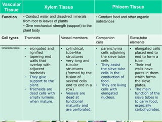 Vascular
Tissue
Xylem Tissue Phloem Tissue
Function • Conduct water and dissolved minerals
from root to leaves of plants
• Give mechanical strength (support) to the
plant body
• Conduct food and other organic
substances
Cell types Tracheids Vessel members Companion
cells
Sieve-tube
elements
Characteristics • elongated and
lignified
• tapering end
walls that
overlap with
adjacent
tracheids
• They give
support to the
plant.
• Tracheids are
dead cells with
empty lumens
when mature.
• cylindrical,
tube-like
structures
• very long and
tubular
structures
(formed by the
fusion of
several cells
end to end in a
row)
• Vessels are
dead at
functional
maturity and
are perforated.
• parenchyma
cells adjoining
the sieve tube
cells
• They assist
the sieve tube
cells in the
conduction of
food.
• They are living
cells with
elongated
nucleus.
• elongated cells
placed end to
end to form a
tube
• Their end
walls have
pores in them
which forms
the sieve
plates.
• The main
function of the
sieve tubes is
to carry food,
especially
carbohydrates.
 