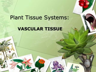 Plant Tissue Systems:
VASCULAR TISSUE
 