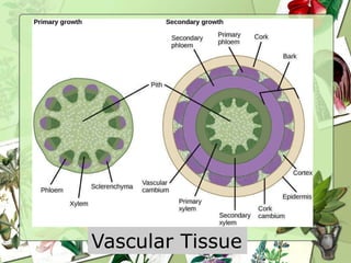 Vascular Tissue
 