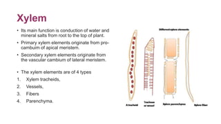 Xylem
• Its main function is conduction of water and
mineral salts from root to the top of plant.
• Primary xylem elements...