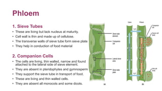 Phloem
1. Sieve Tubes
• These are living but lack nucleus at maturity.
• Cell wall is thin and made up of cellulose.
• The...