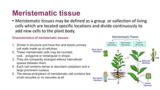 Meristematic tissue
• Meristematic tissues may be defined as a group or collection of living
cells which are located speci...