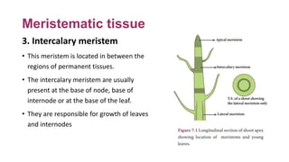 Meristematic tissue
3. Intercalary meristem
• This meristem is located in between the
regions of permanent tissues.
• The ...