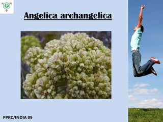 Angelica archangelica
PPRC/INDIA 09
 