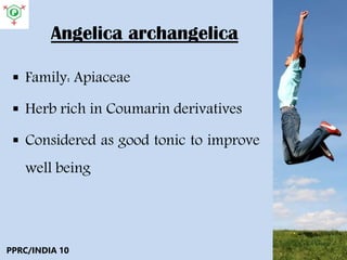 Angelica archangelica
 Family: Apiaceae
 Herb rich in Coumarin derivatives
 Considered as good tonic to improve
well being
PPRC/INDIA 10
 
