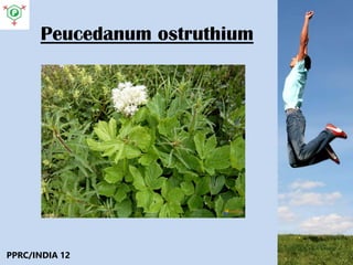 Peucedanum ostruthium
PPRC/INDIA 12
 
