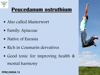 Peucedanum ostruthium
 Also called Masterwort
 Family: Apiaceae
 Native of Eurasia
 Rich in Coumarin dervatives
 Good tonic for improving health &
mental harmony
PPRC/INDIA 13
 