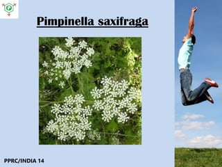Pimpinella saxifraga
PPRC/INDIA 14
 