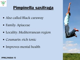 Pimpinella saxifraga
 Also called Black caraway
 Family: Apiaceae
 Locality: Mediterranean region
 Coumarin-rich tonic
 Improves mental health
PPRC/INDIA 15
 
