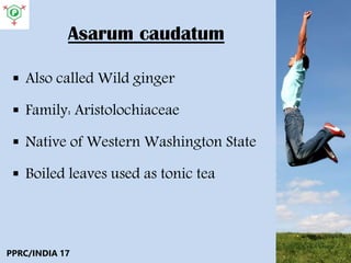 Asarum caudatum
 Also called Wild ginger
 Family: Aristolochiaceae
 Native of Western Washington State
 Boiled leaves used as tonic tea
PPRC/INDIA 17
 