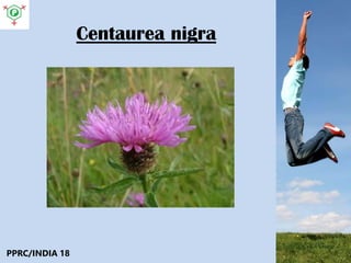 Centaurea nigra
PPRC/INDIA 18
 