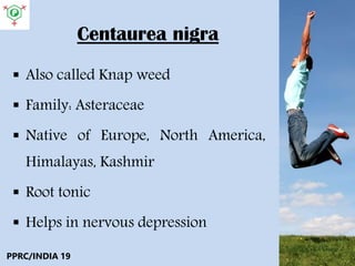 Centaurea nigra
 Also called Knap weed
 Family: Asteraceae
 Native of Europe, North America,
Himalayas, Kashmir
 Root tonic
 Helps in nervous depression
PPRC/INDIA 19
 
