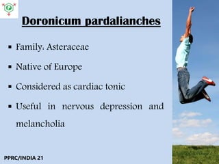 Doronicum pardalianches
 Family: Asteraceae
 Native of Europe
 Considered as cardiac tonic
 Useful in nervous depression and
melancholia
PPRC/INDIA 21
 
