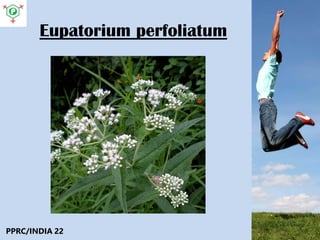 Eupatorium perfoliatum
PPRC/INDIA 22
 