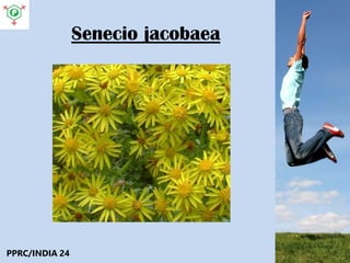 Senecio jacobaea
PPRC/INDIA 24
 