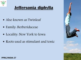 Jeffersonia diphylla
 Also known as Twinleaf
 Family: Berberidaceae
 Locality: New York to Iowa
 Roots used as stimulant and tonic
PPRC/INDIA 27
 