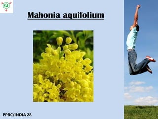 Mahonia aquifolium
PPRC/INDIA 28
 