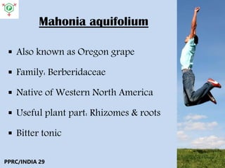 Mahonia aquifolium
 Also known as Oregon grape
 Family: Berberidaceae
 Native of Western North America
 Useful plant part: Rhizomes & roots
 Bitter tonic
PPRC/INDIA 29
 