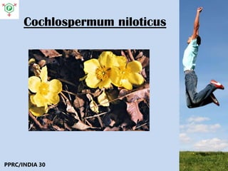 Cochlospermum niloticus
PPRC/INDIA 30
 