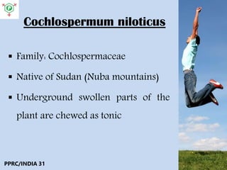 Cochlospermum niloticus
 Family: Cochlospermaceae
 Native of Sudan (Nuba mountains)
 Underground swollen parts of the
plant are chewed as tonic
PPRC/INDIA 31
 