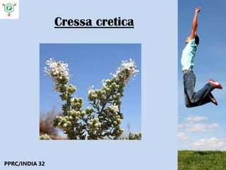 Cressa cretica
PPRC/INDIA 32
 