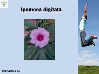 Ipomoea digitata
PPRC/INDIA 34
 
